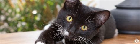 8 Best Apps/Games to Engage Your Cat .